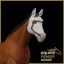 EquinePioneerHorse10516