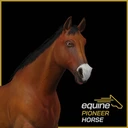 EquinePioneerHorse03194