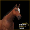 EquinePioneerHorse04276