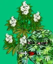 StonedPepe137