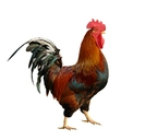 Cock