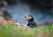 Puffin