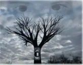 Eye in the Tree.