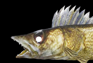 Walleye0048