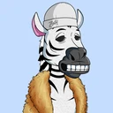 ZESTYZEBRA826