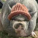 Pigwifhat