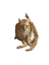 Simba Cat