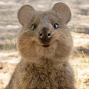 QUOKKA