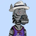 ZESTYZEBRA1622
