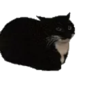 SPINNING CAT 