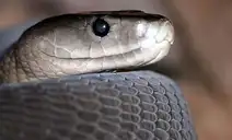 BLACKMAMBA