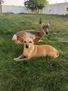 DOGSDEER