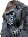 HarambesDeadMadeMeSad