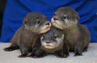 BABY OTTER