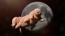 THETARDIGRADE1