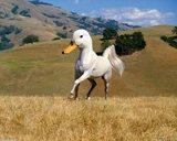 Quack Horse