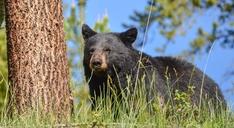 BlackBearYellowstoneNP