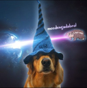 WIZARD DOG