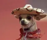 ChihuahuaWifHAT