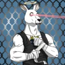 kangaroofightsociety#4508