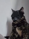 BATCAT