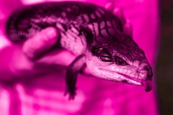 PINKBluetonguedSkink