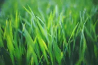 Grass