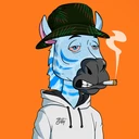 ZESTYZEBRA386