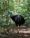 Cassowary