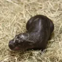 PYGMY HIPPO