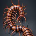 GiantCentipede