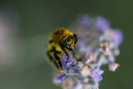 BumblebeeCuriousGaze01