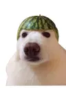 melon