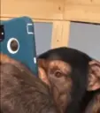 Chimpanzee