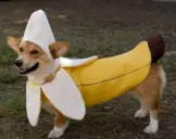 BANANADOG