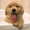 HappyDog1