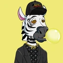 ZESTYZEBRA18