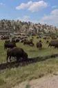 BISON