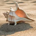 Conch