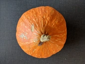 Pumpkin8