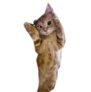 CAT DANCE