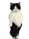 DANCING CAT