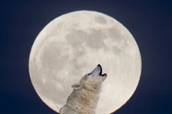 Wolf Moon