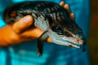 TOBluetonguedSkink