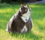 Fat Cat 