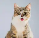 SCAT