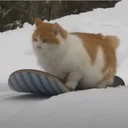 BOARDCAT