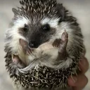 Elon's Hedgehog