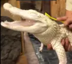 Alligator