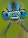 HappyDamselfly